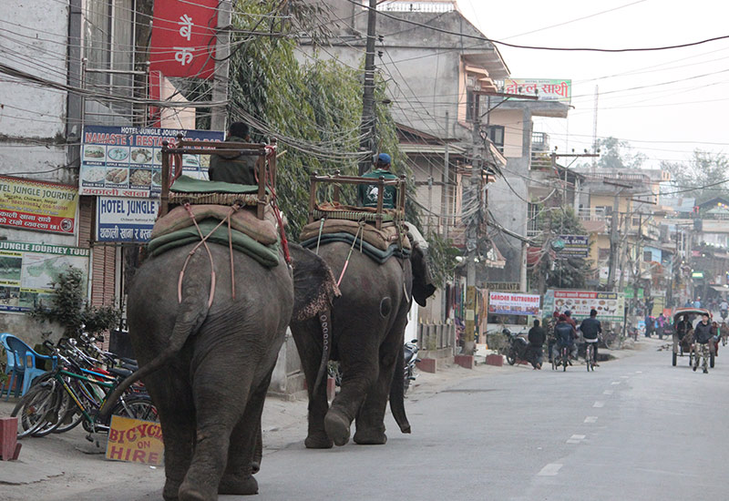 nepal-chitwan-elephants-in-street